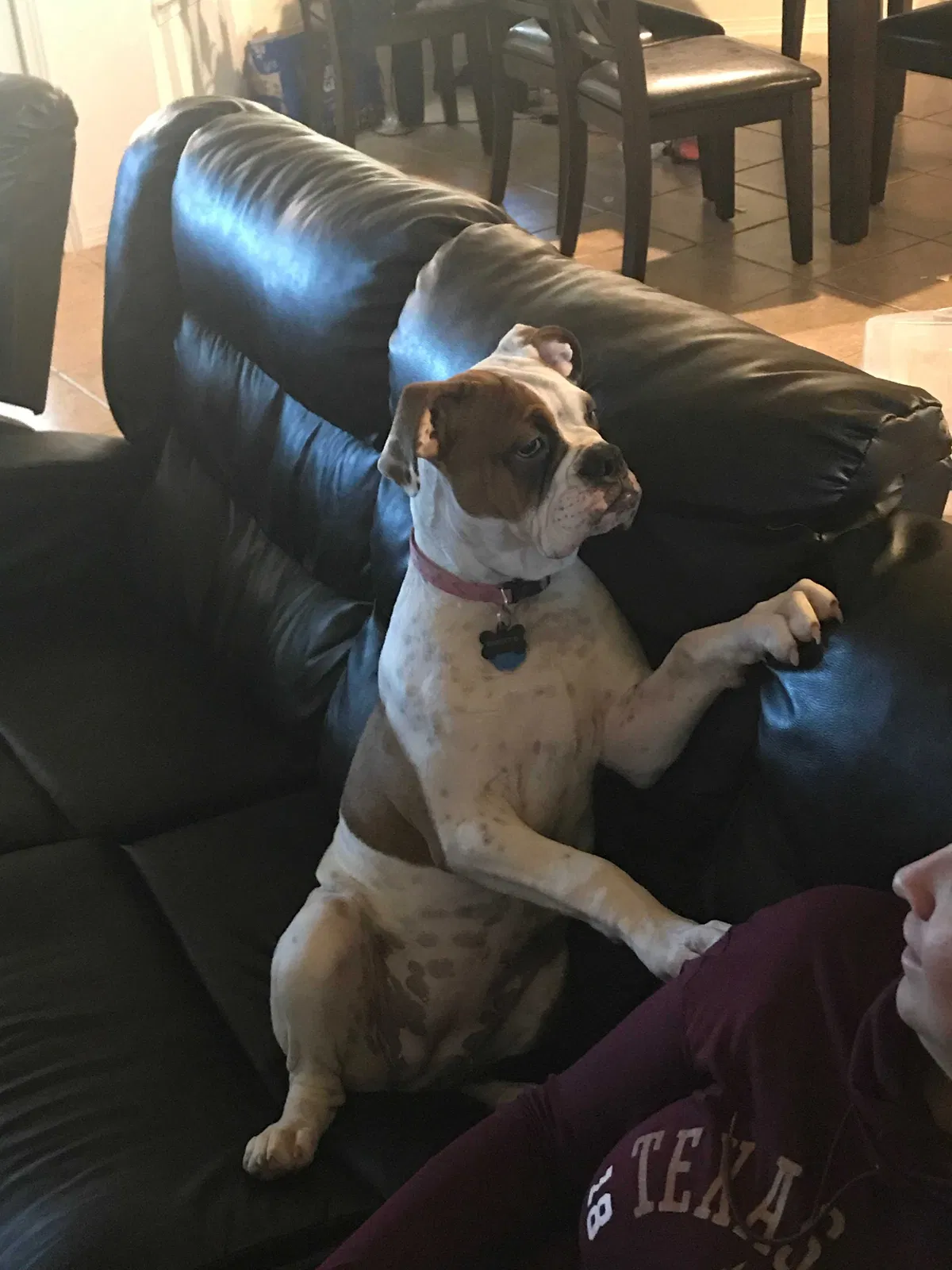Lost dog in El Paso, TX, 79932