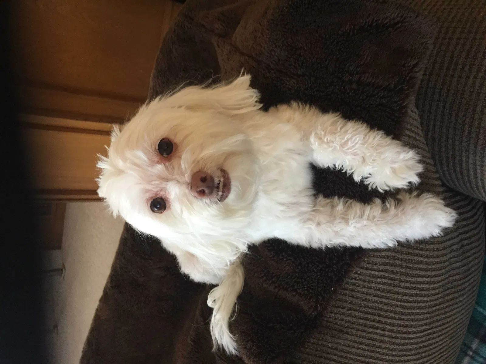 Lost dog in Prosper, TX, 75078