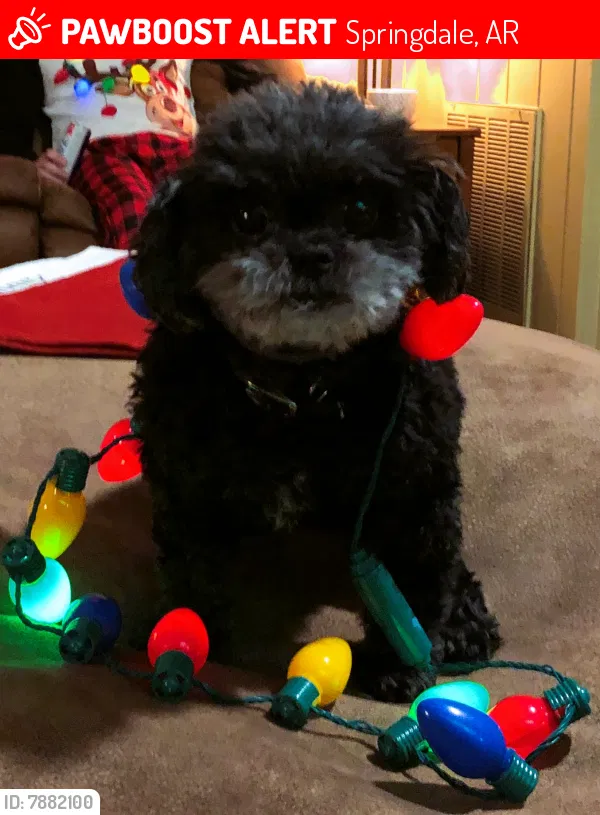 Lost dog in Springdale, AR, 72764