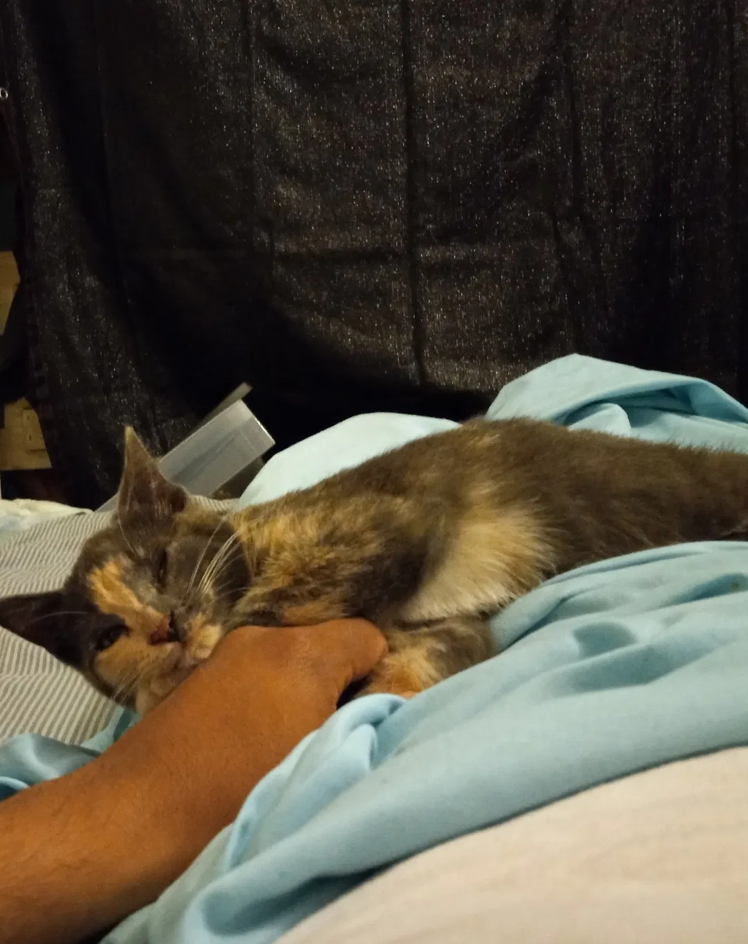 Lost cat in San Antonio, TX, 78250