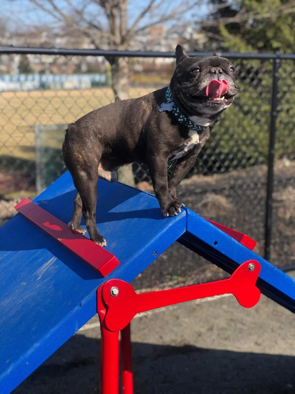 Lost dog in Belleville, NJ, 7109
