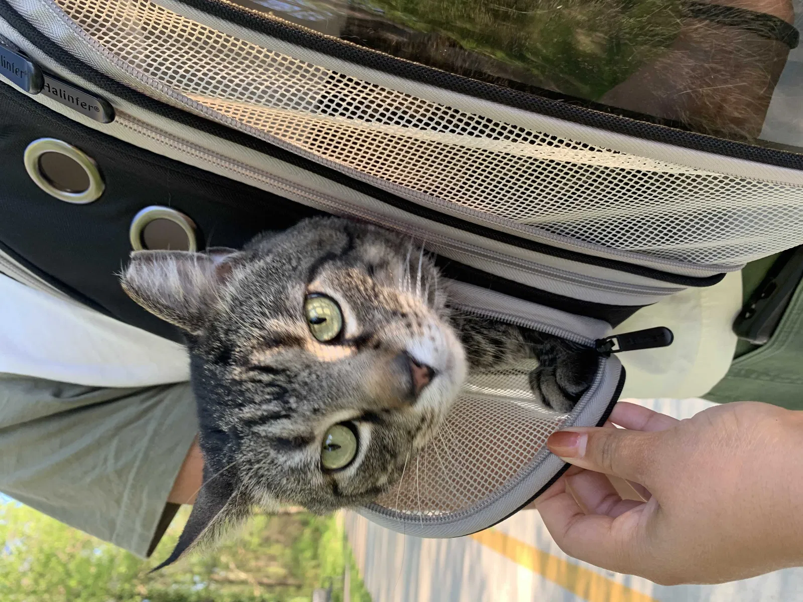 Lost cat in Atlanta, GA, 30318