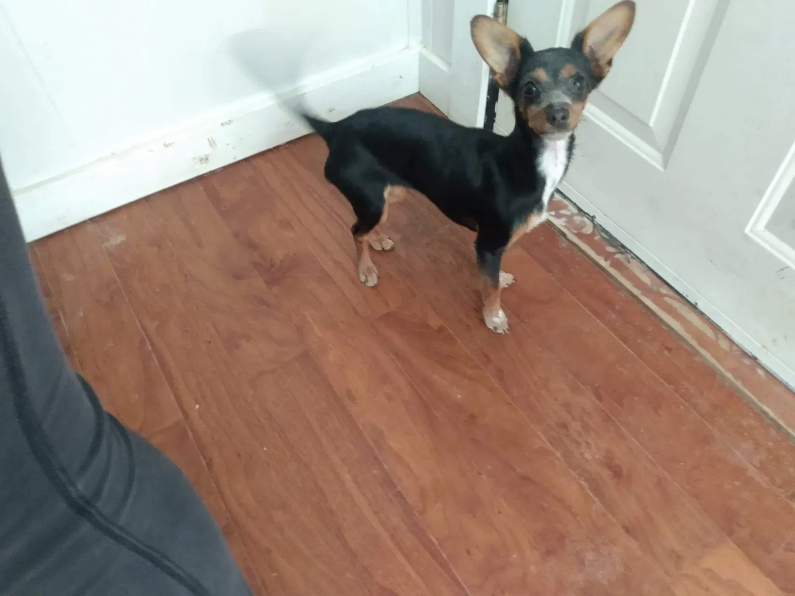 Lost dog in Indianapolis, IN, 46203