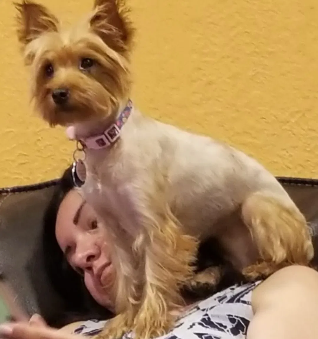 Lost dog in Chaparral, NM, 88081