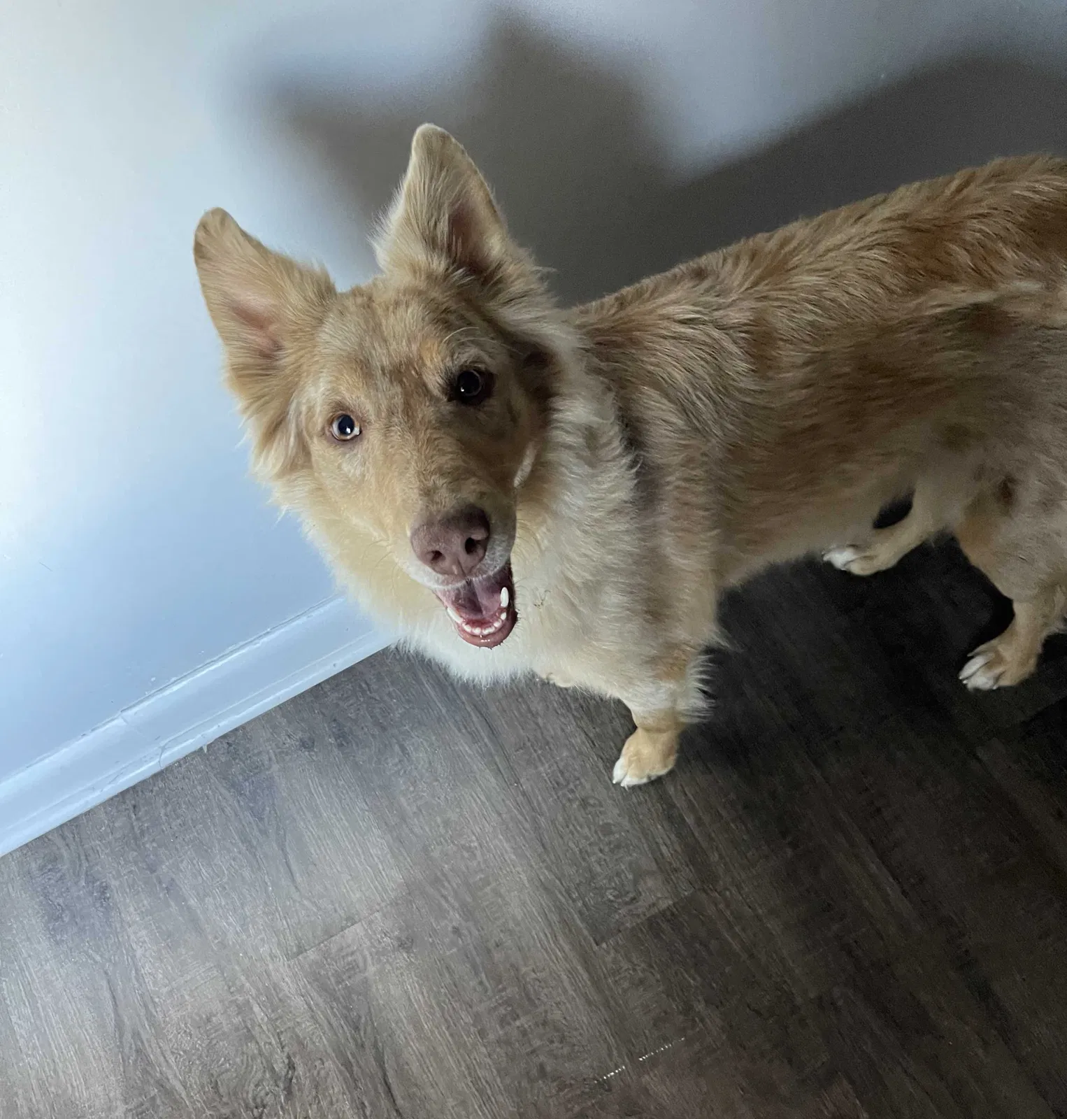Lost dog in Raleigh, NC, 27610