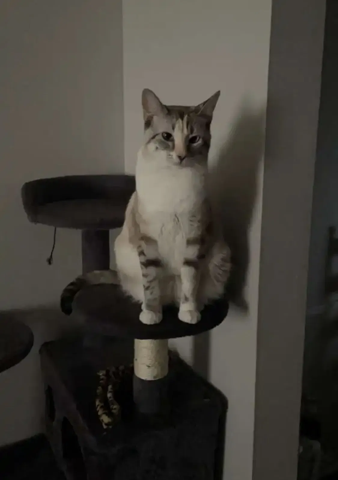 Lost cat in Carrollton, GA, 30117