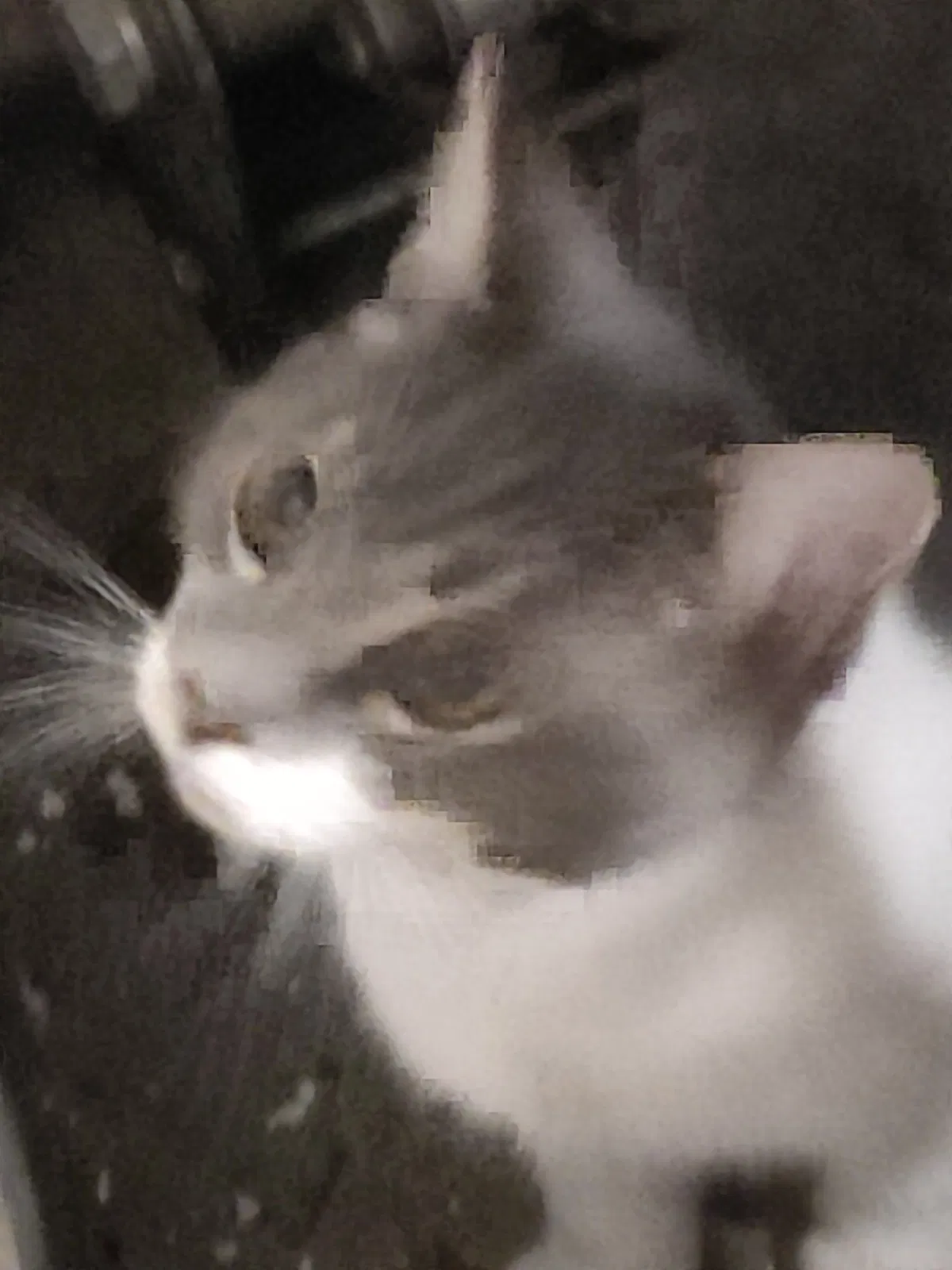 Lost cat in Merced, CA, 95340