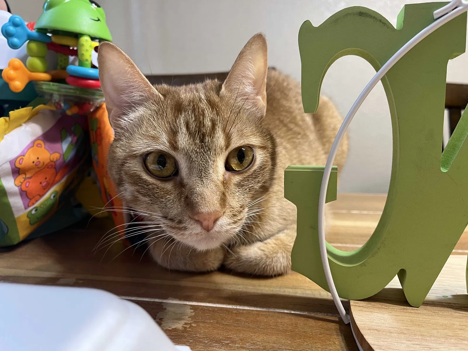 Lost cat in San Antonio, TX, 78228