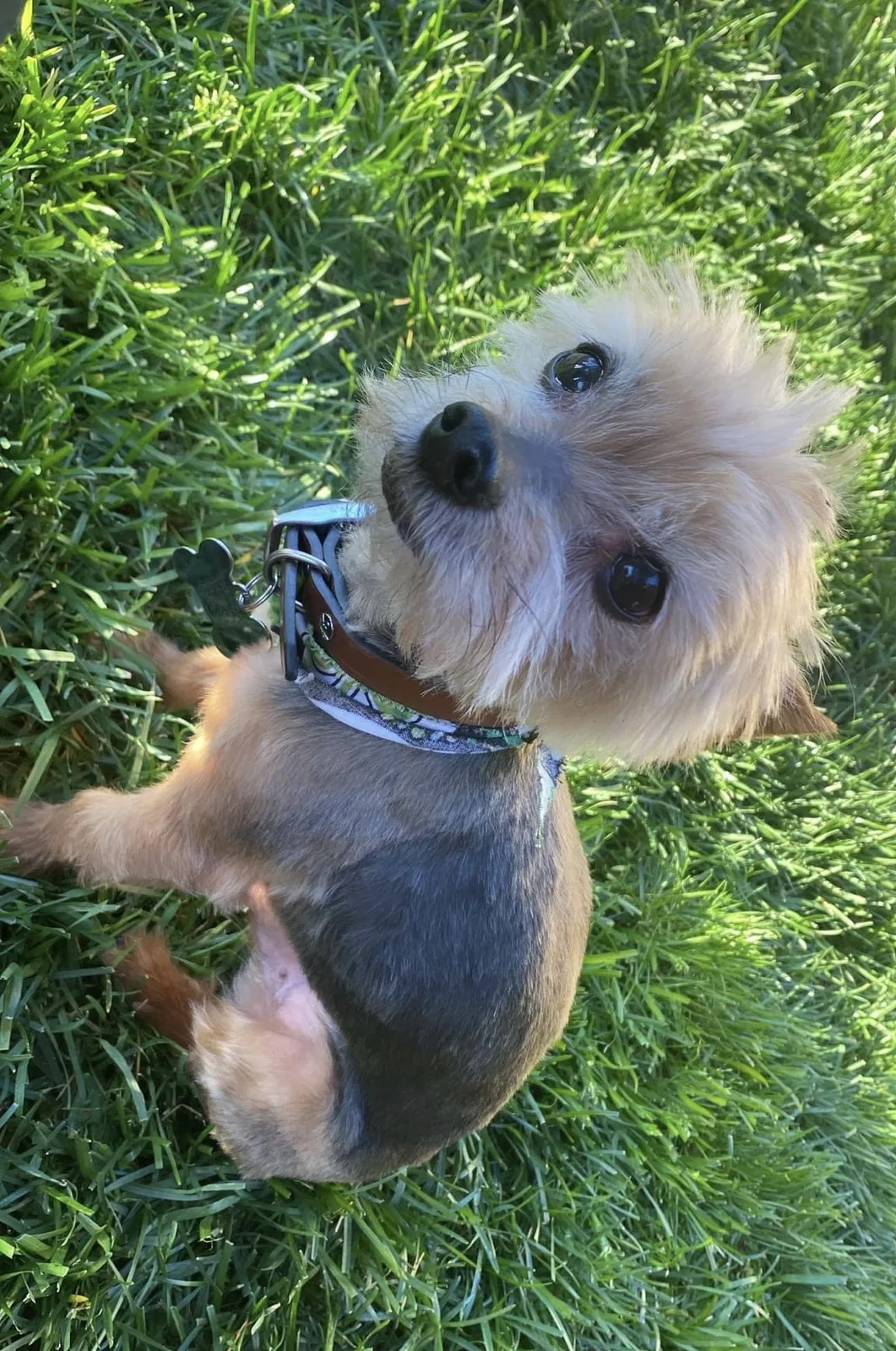 Lost dog in San Fernando, CA, 91340
