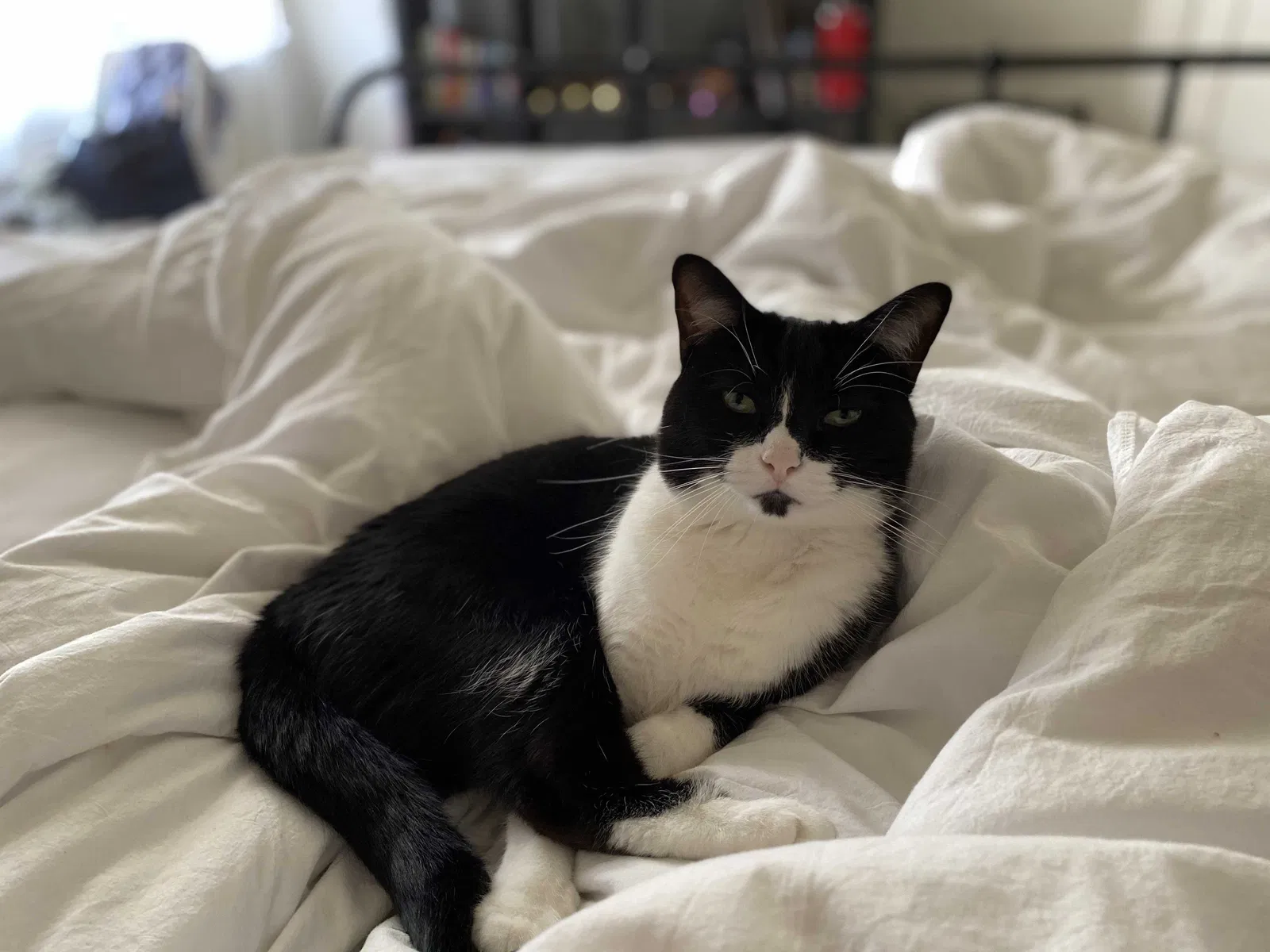 Lost cat in Tempe, AZ, 85281
