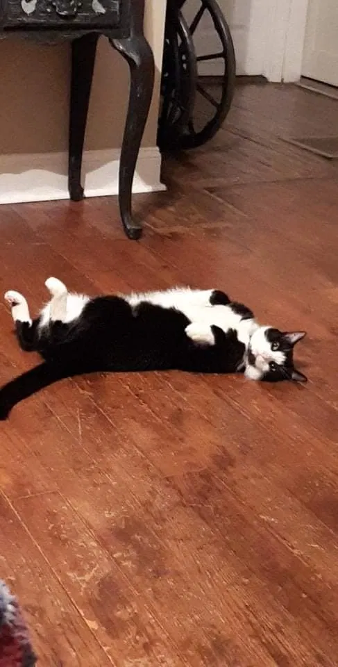 Lost cat in Bristol, TN, 37620