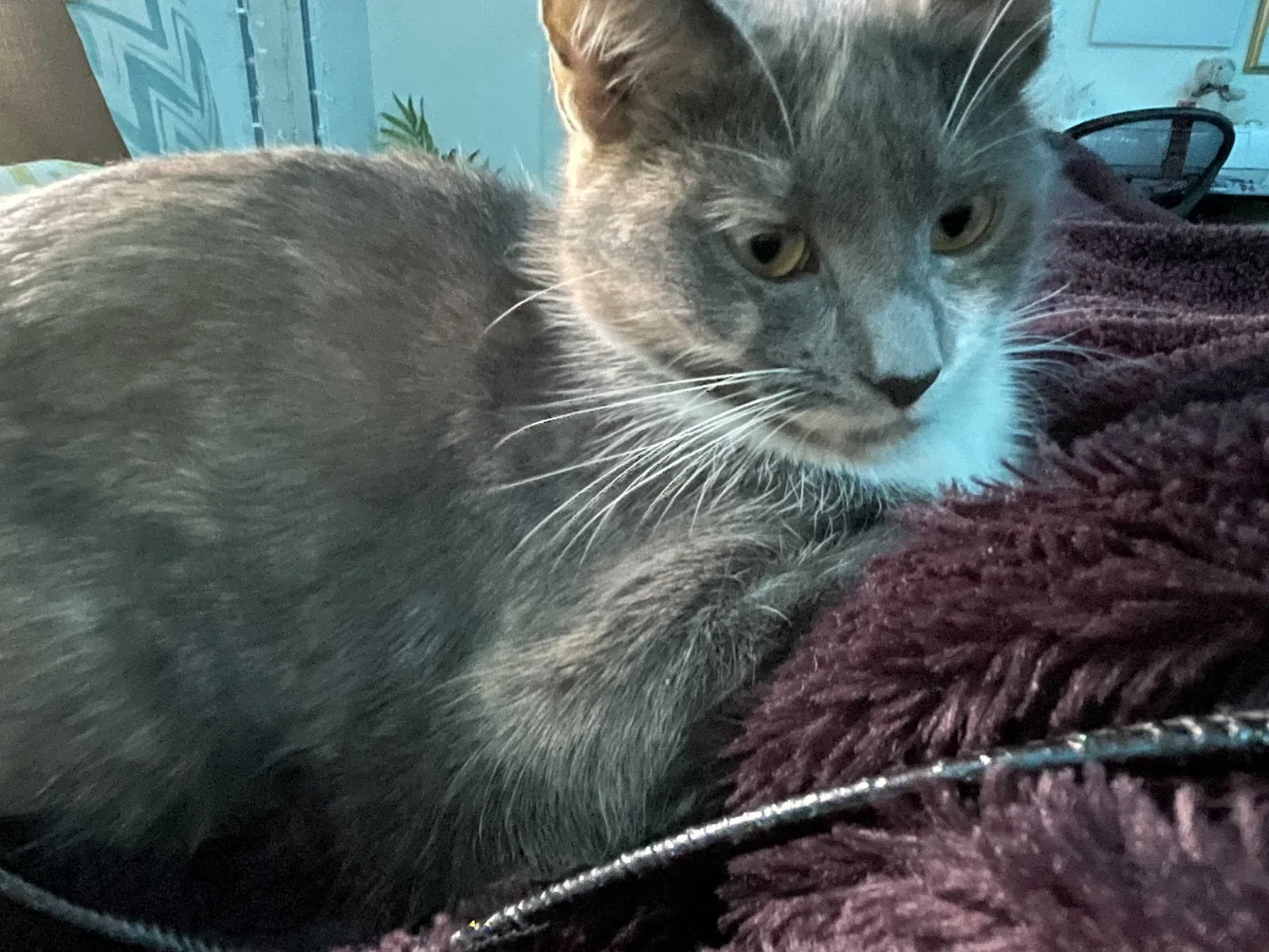 Lost cat in Wingdale, NY, 12594