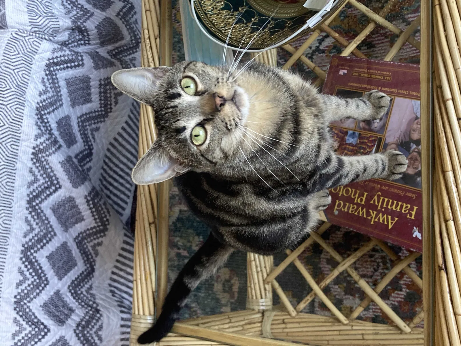 Lost cat in Pittsburgh, PA, 15211