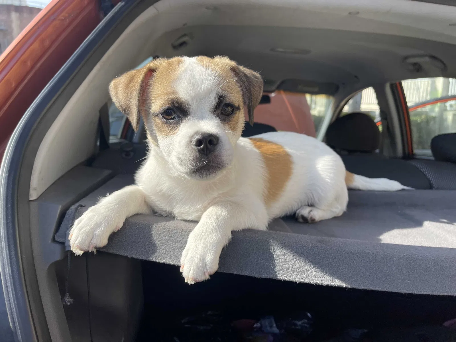Lost dog in Buena Park, CA, 90620