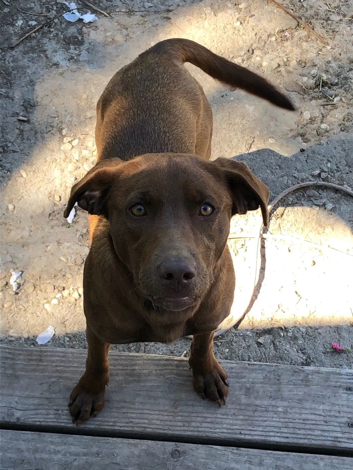 Lost dog in Nampa, ID, 83651