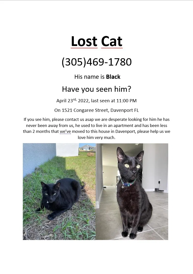 Lost cat in Davenport, FL, 33837