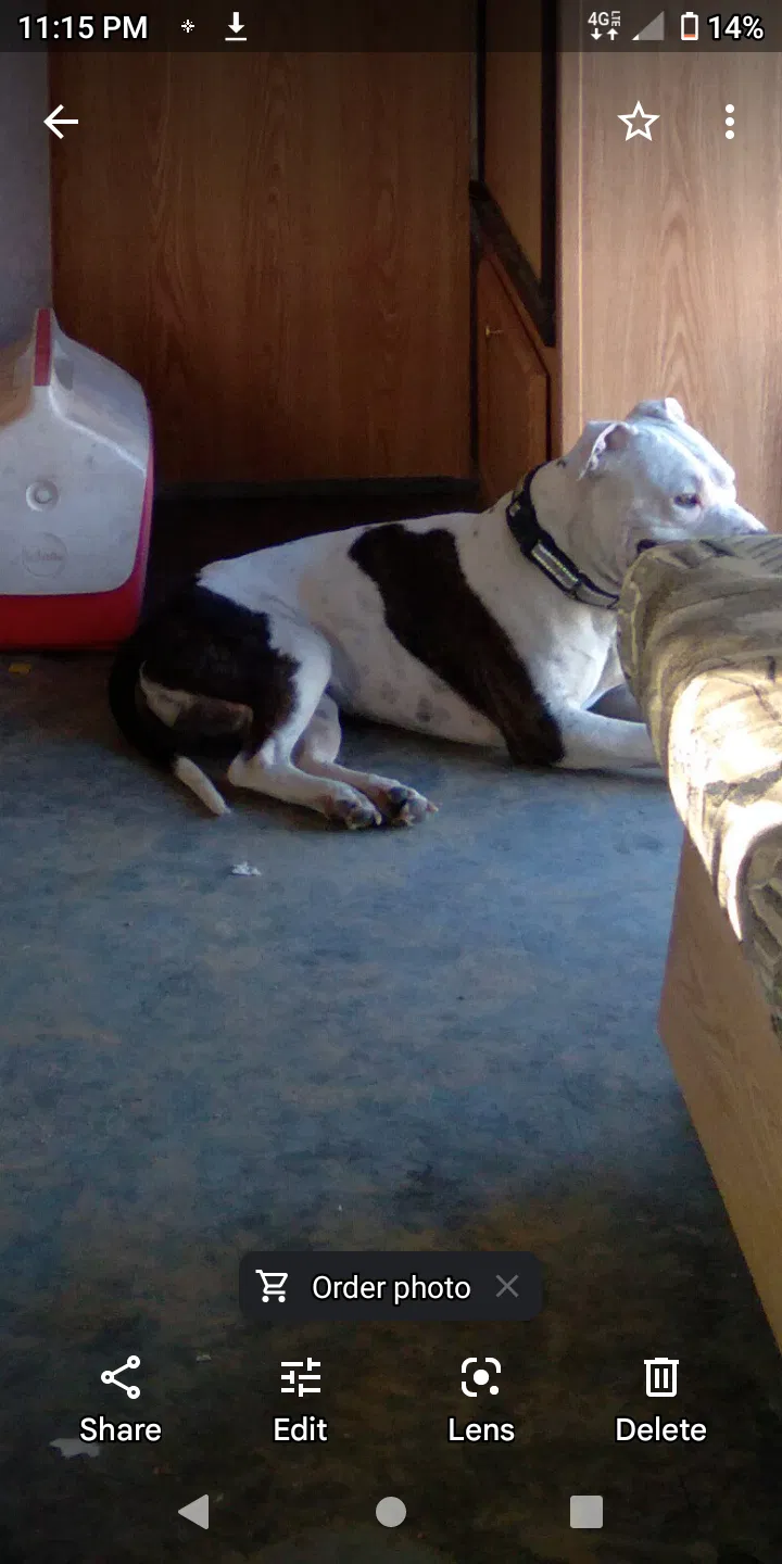 Lost dog in Lancaster, CA, 93535