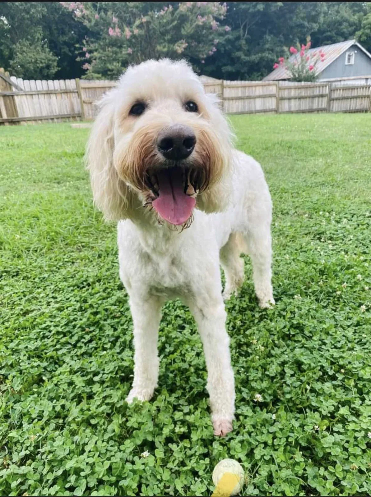 Lost dog in Winston Salem, NC, 27104