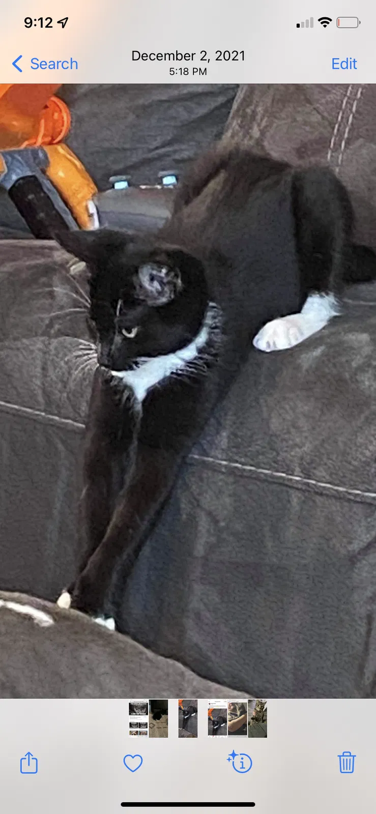Lost cat in Linden, NC, 28356