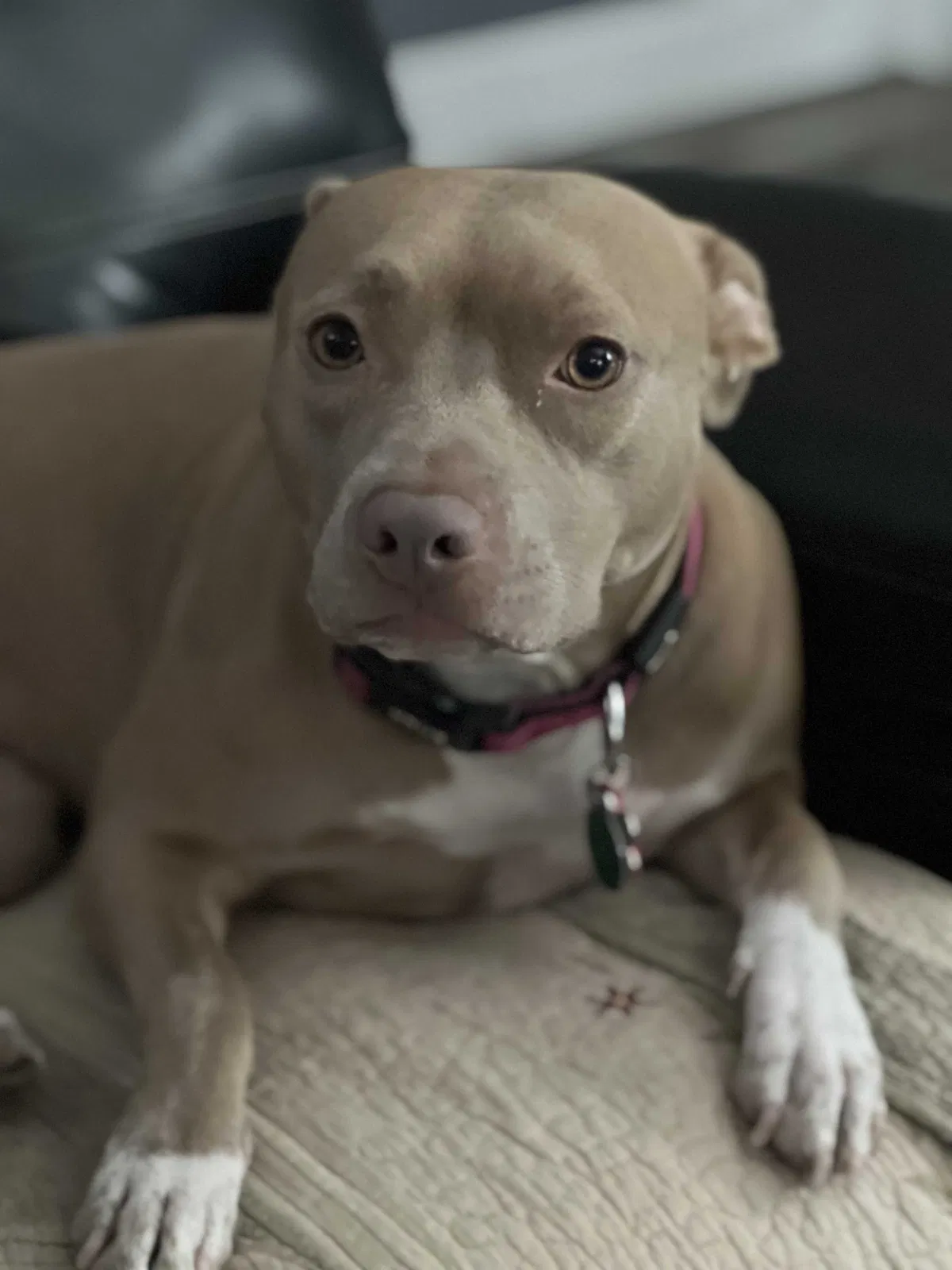 Lost dog in Largo, FL, 33771