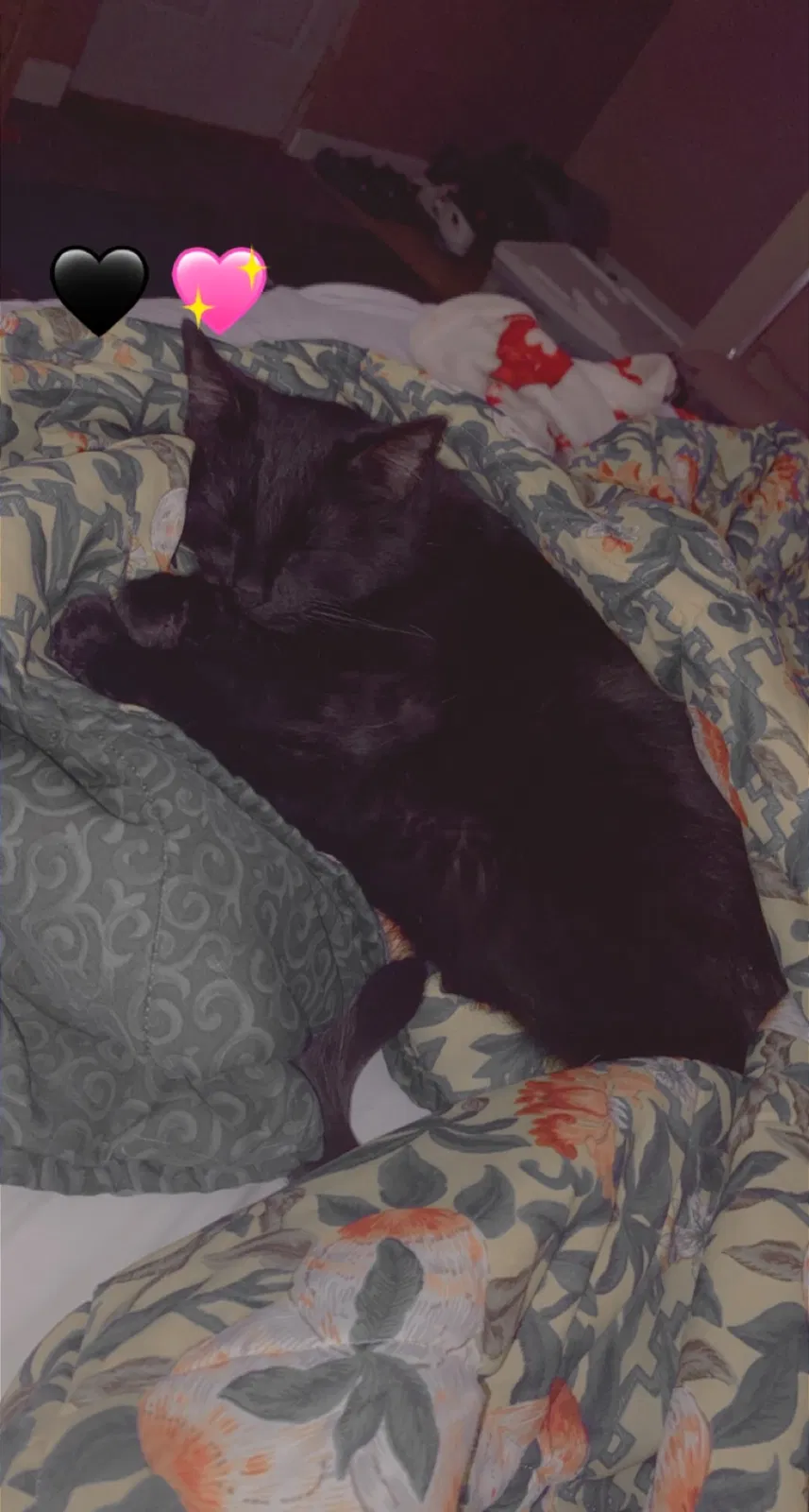 Lost cat in Rock Falls, IL, 61071