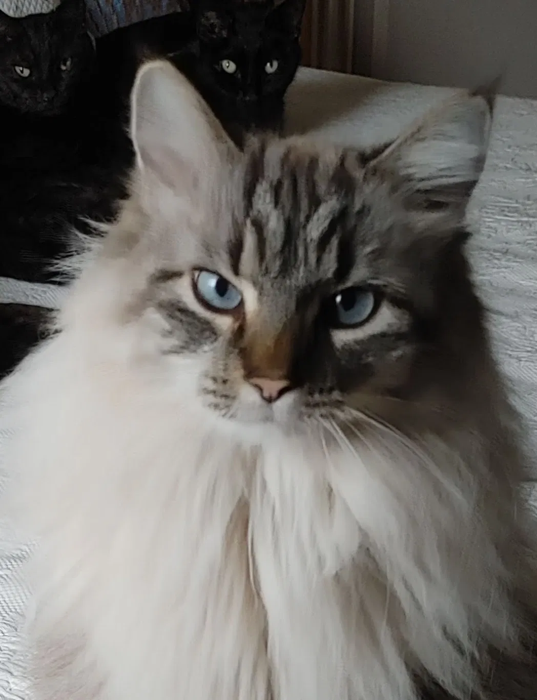 Lost cat in Indianapolis, IN, 46220