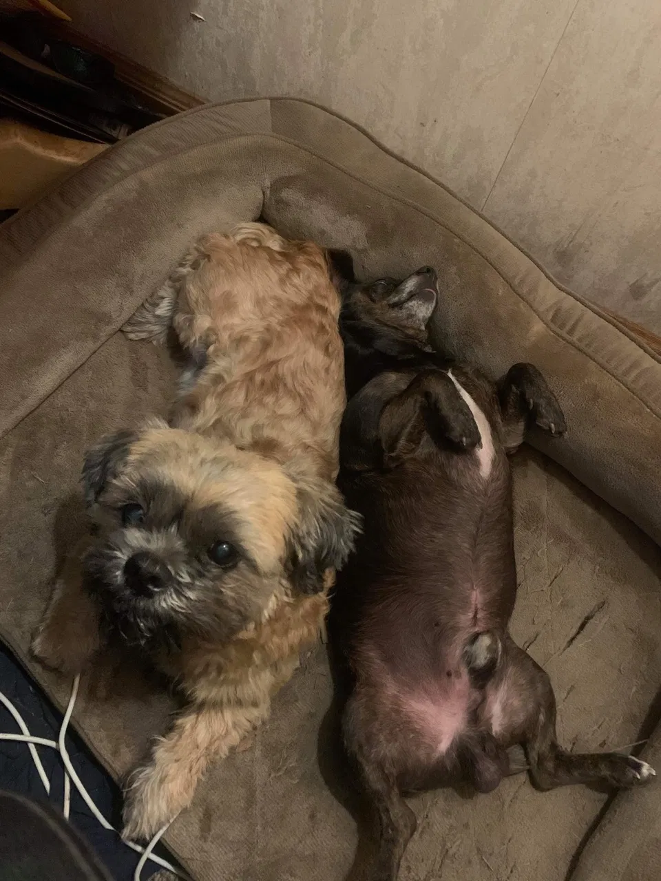 Lost dog in Hephzibah, GA, 30815