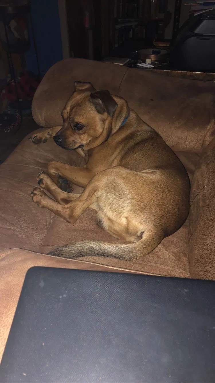 Lost dog in Horton, KS, 66439