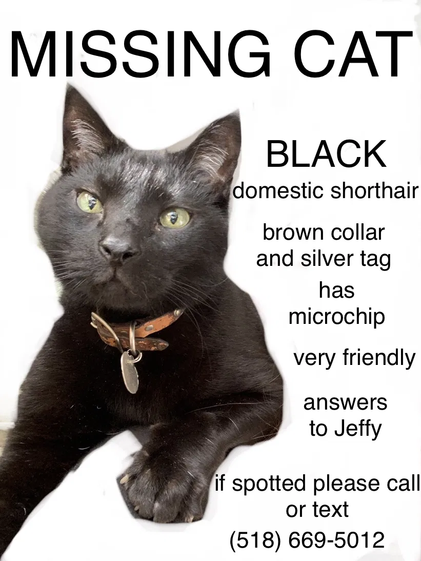 Lost cat in Hudson, NY, 12534