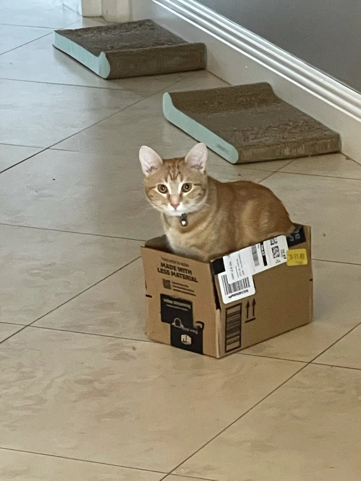 Lost cat in Cape Coral, FL, 33990