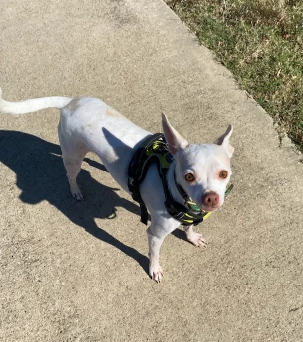 Lost dog in Argyle, TX, 76226