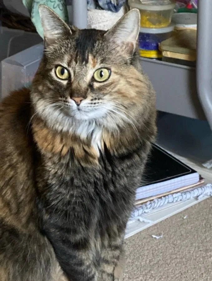Lost cat in Nixa, MO, 65714