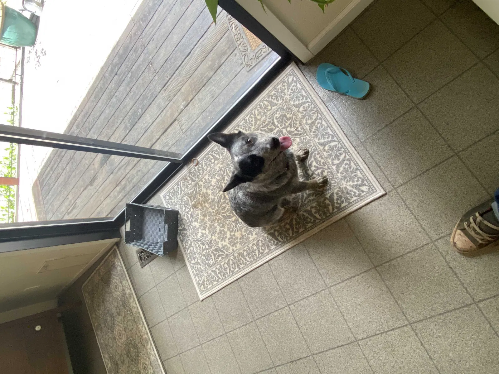 Lost dog in Reno, NV, 89502