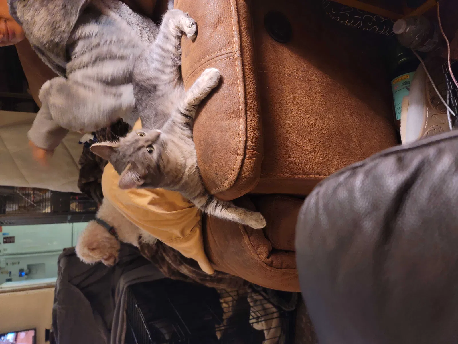 Lost cat in La Mirada, CA, 90638