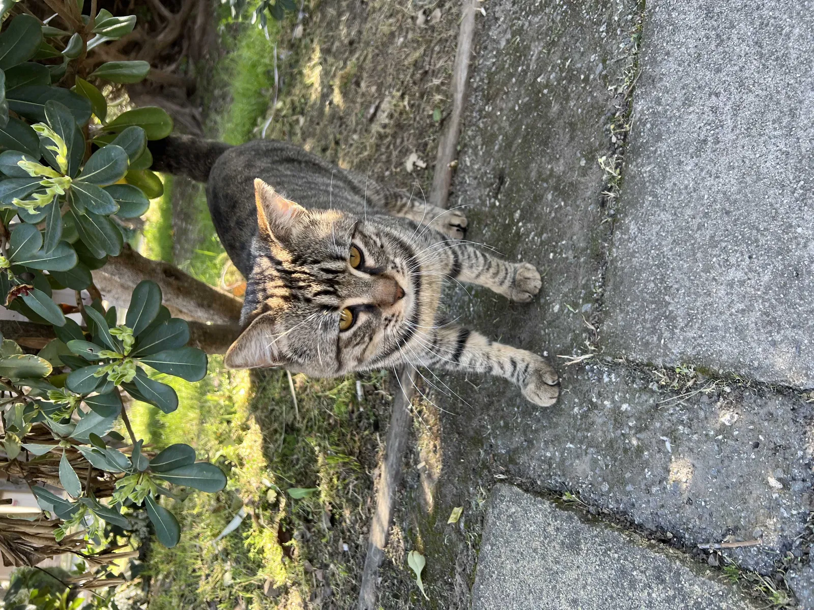 Lost cat in Sunnyvale, CA, 94087