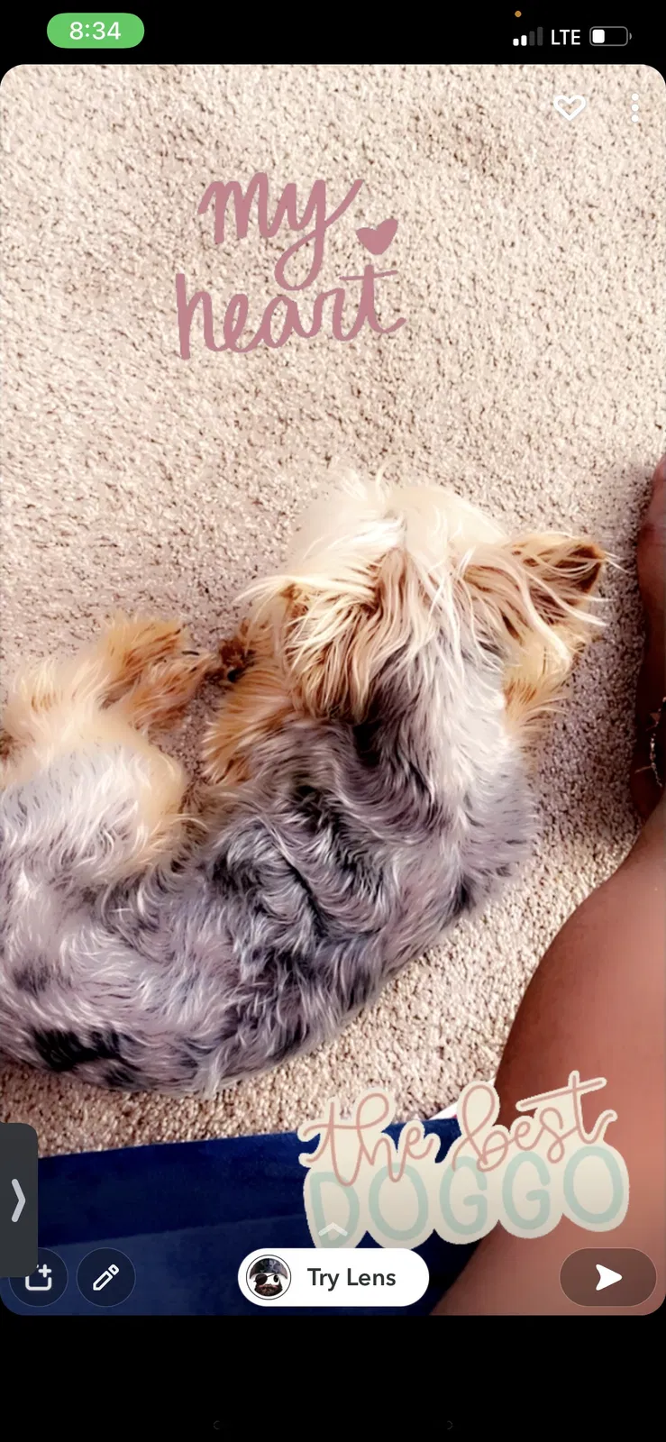 Lost dog in Columbia, SC, 29229