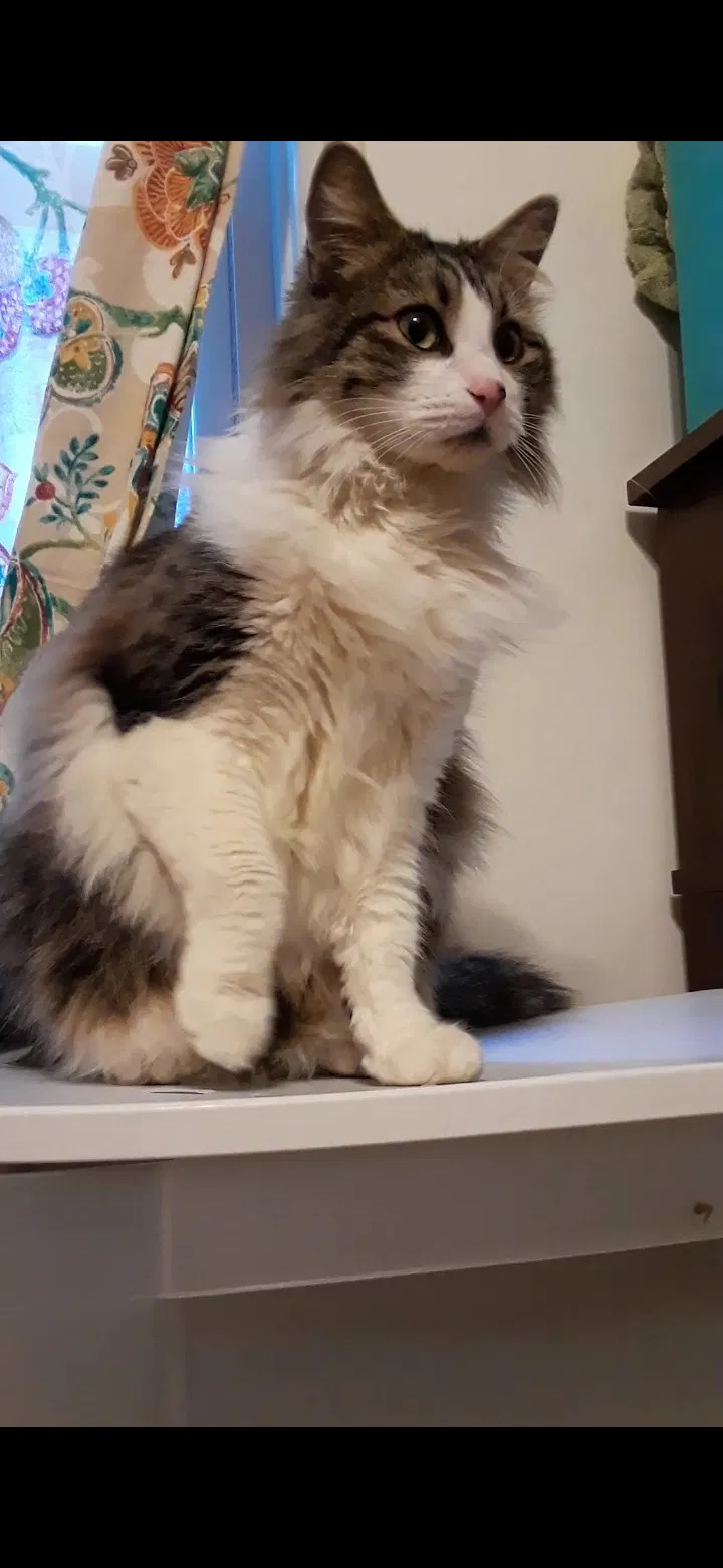 Lost cat in Claremore, OK, 74017
