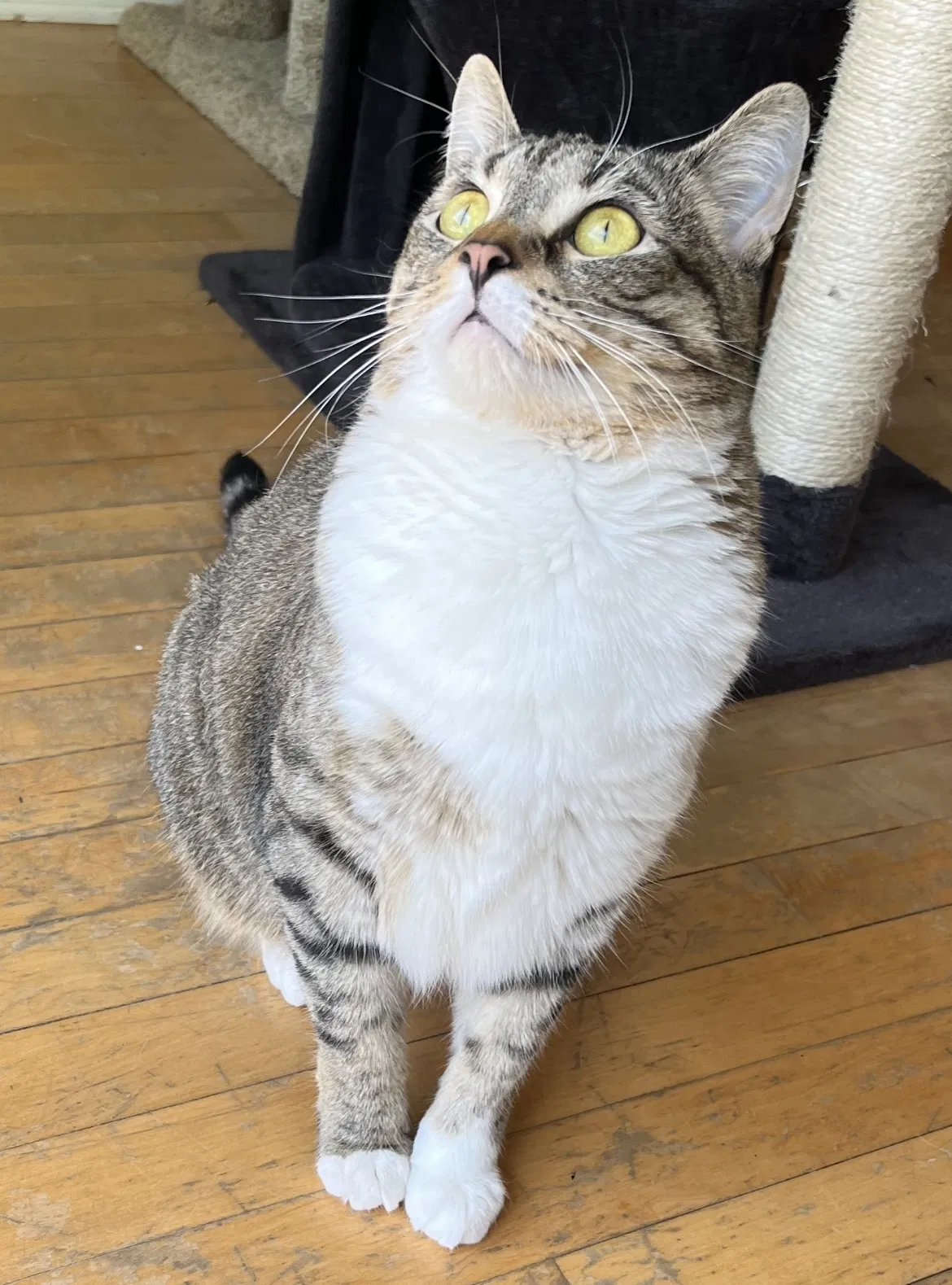Lost cat in Chicago, IL, 60647