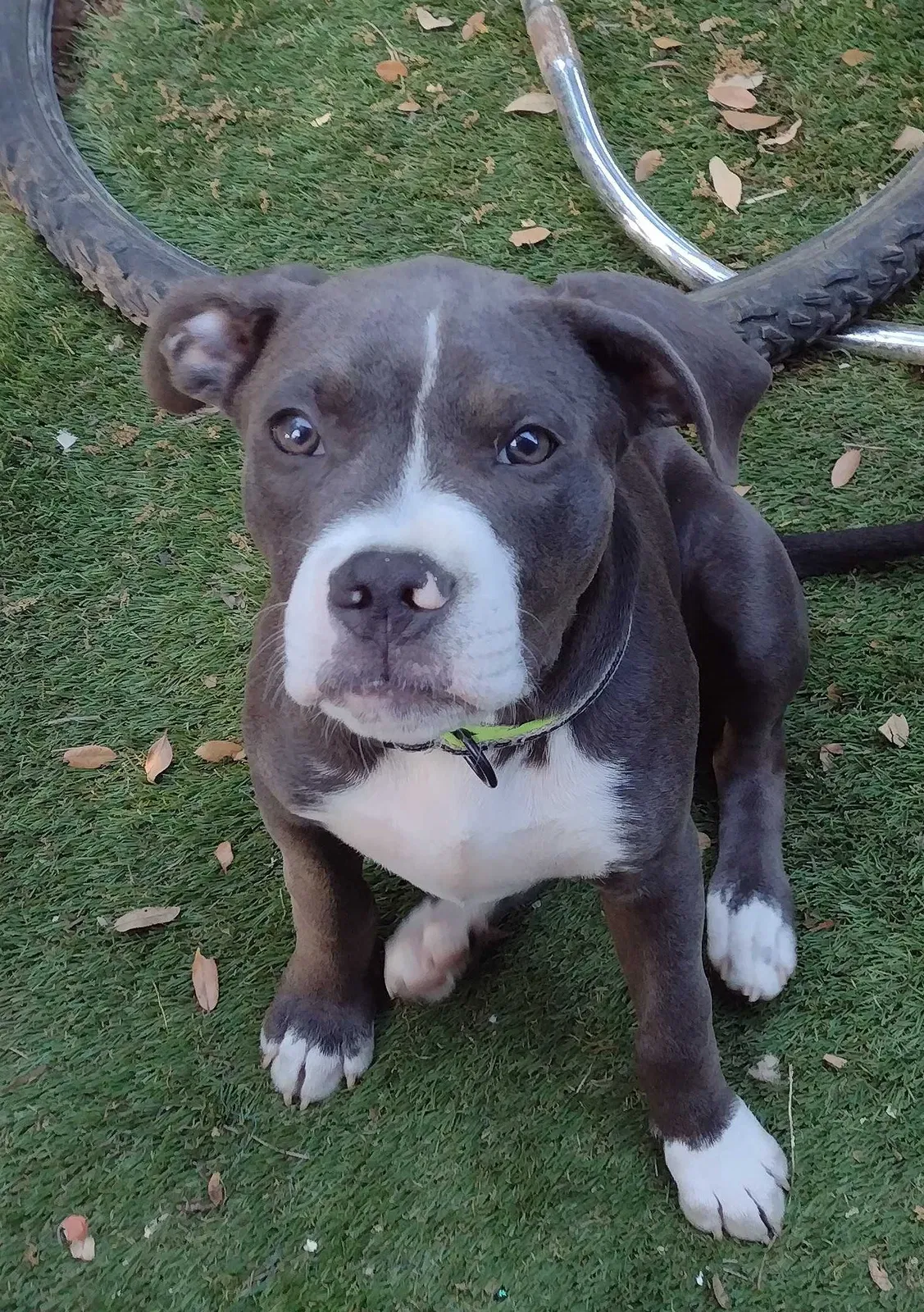Lost dog in Canyon Lake, TX, 78133