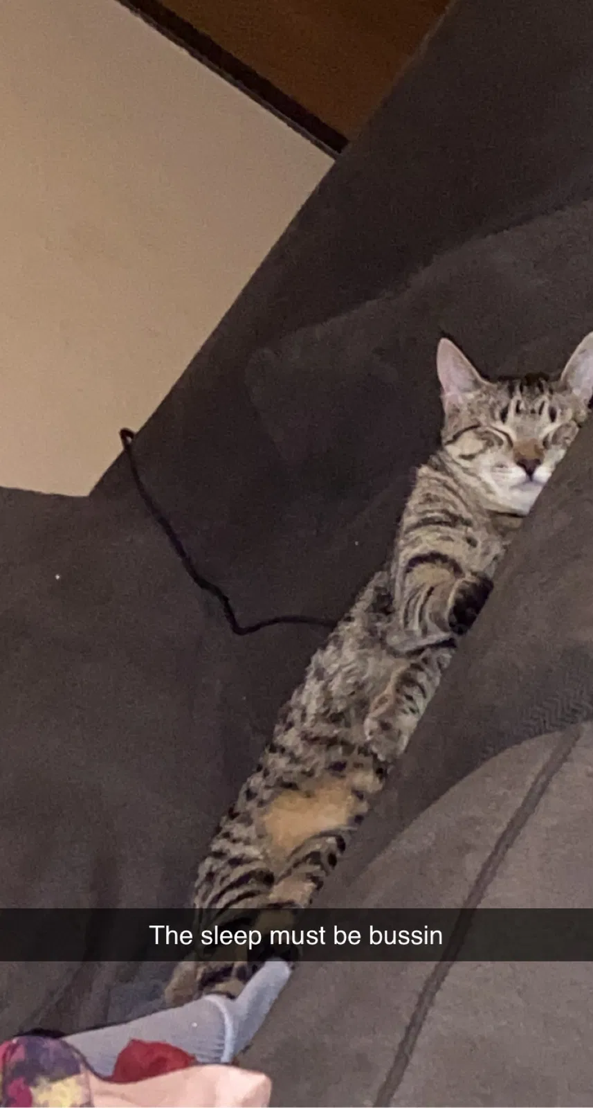 Lost cat in Minneapolis, MN, 55426