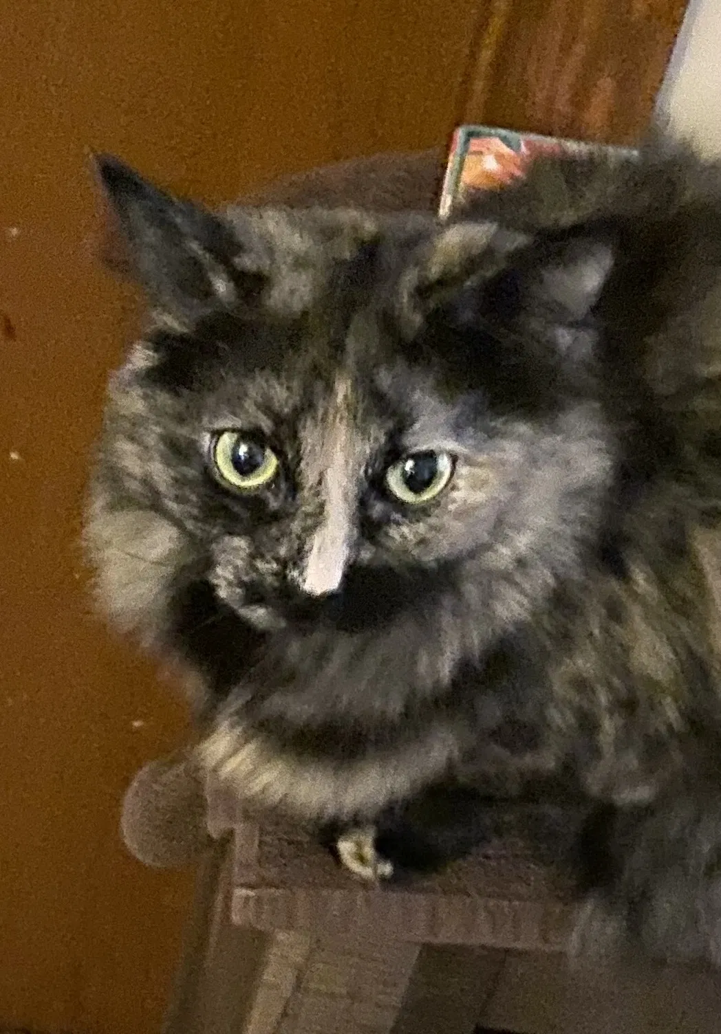 Lost cat in Saint Paul, MN, 55127