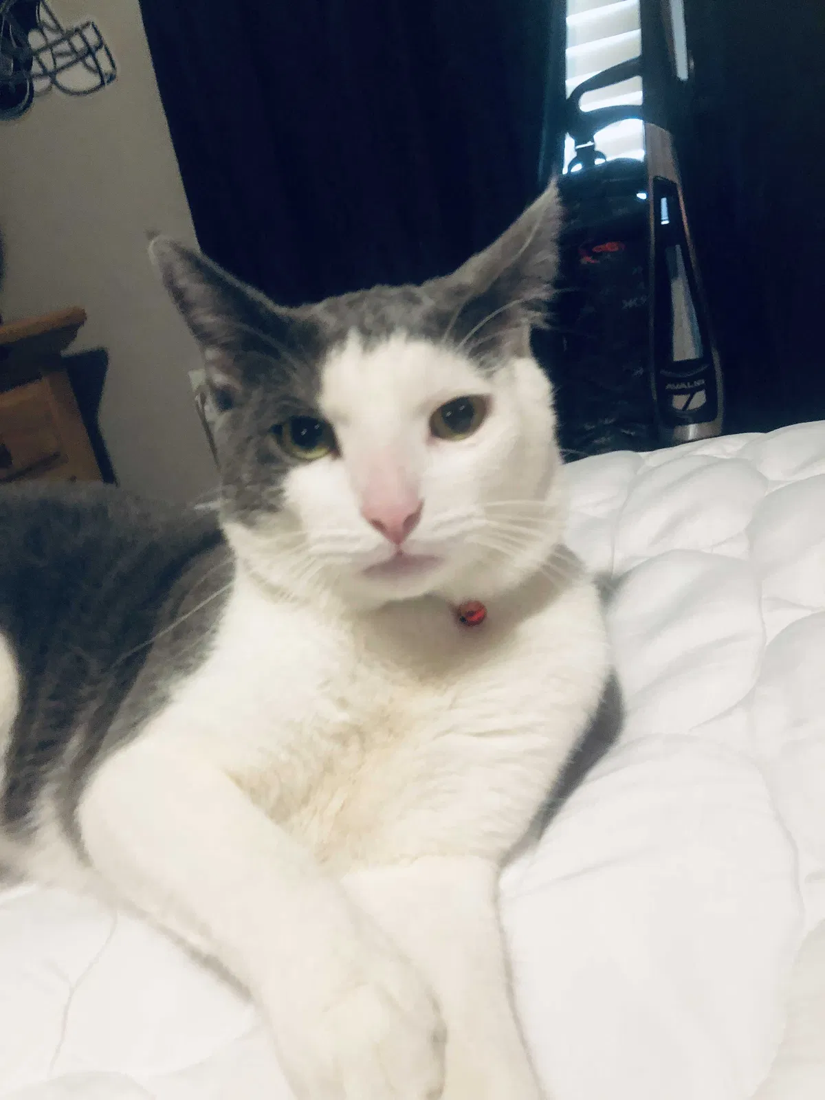 Lost cat in Santa Ana, CA, 92701