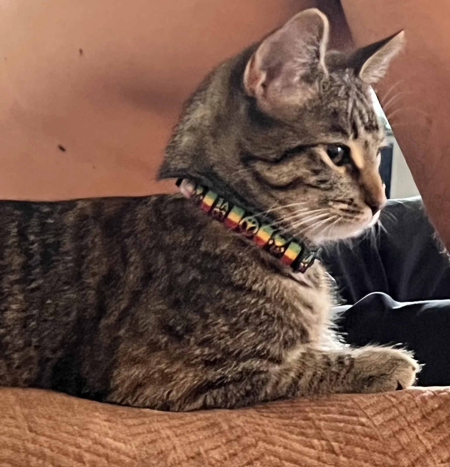 Lost cat in Placentia, CA, 92870