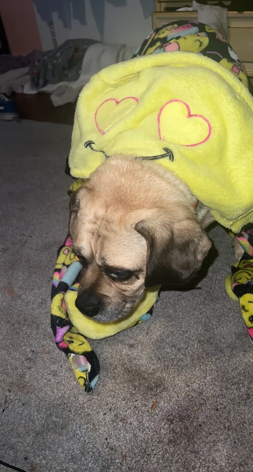 Lost dog in Fredericksburg, VA, 22405