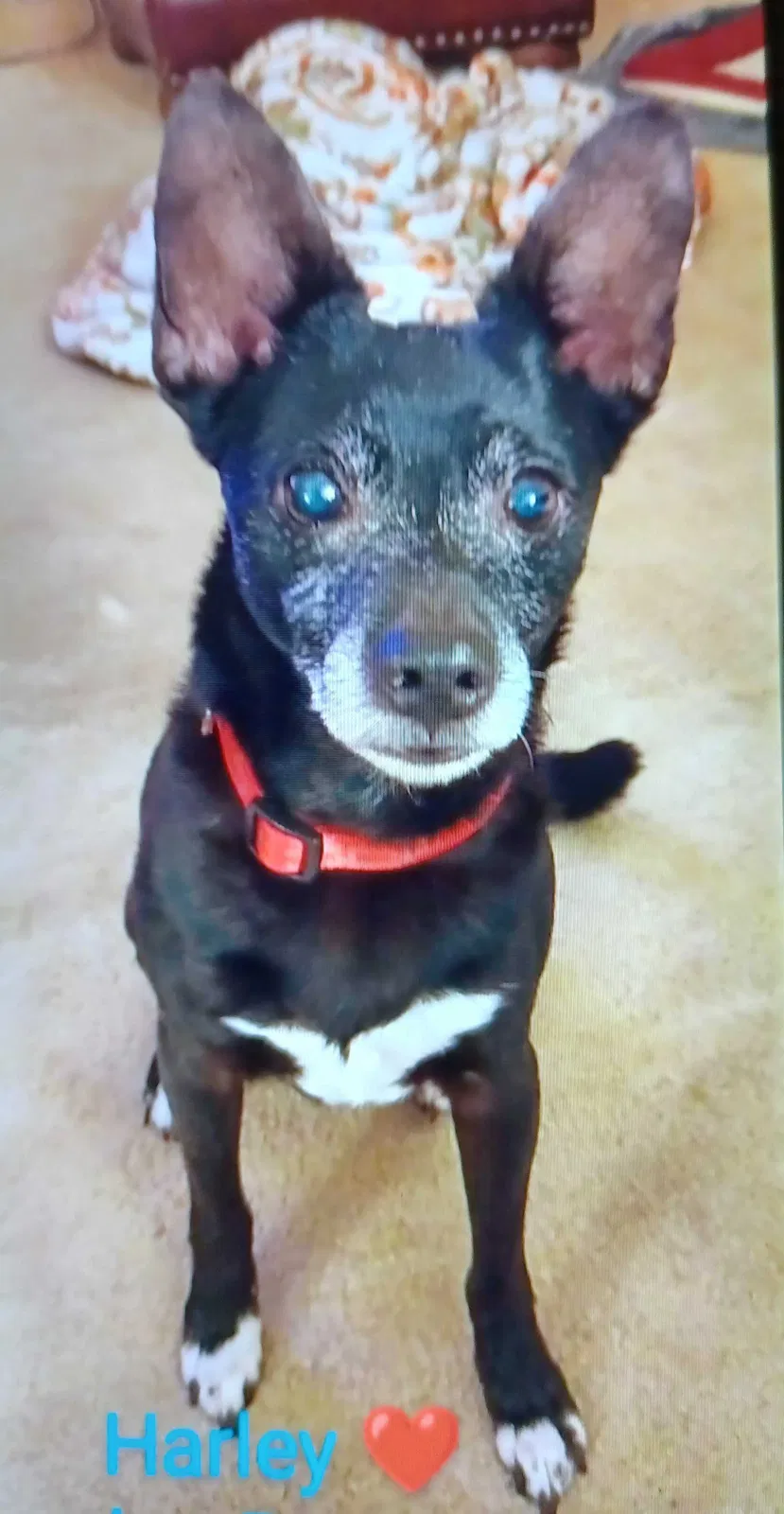 Lost dog in Lewisville, TX, 75077