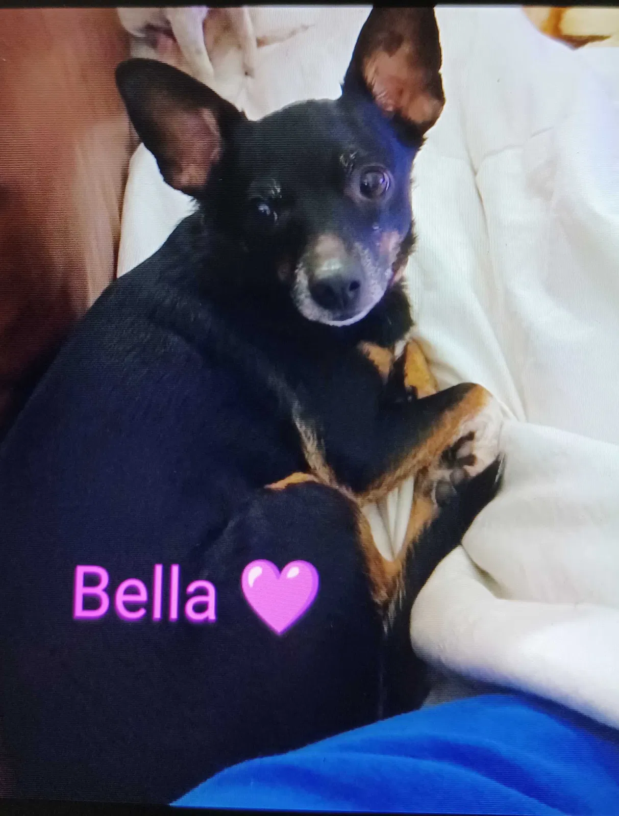 Lost dog in Lewisville, TX, 75077