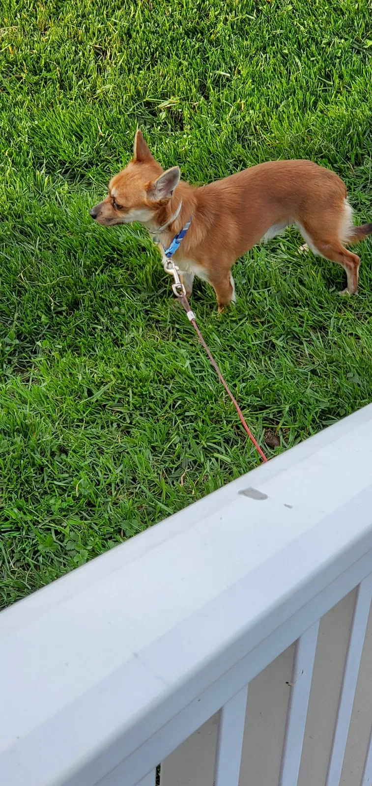 Lost dog in Henrico, VA, 23231