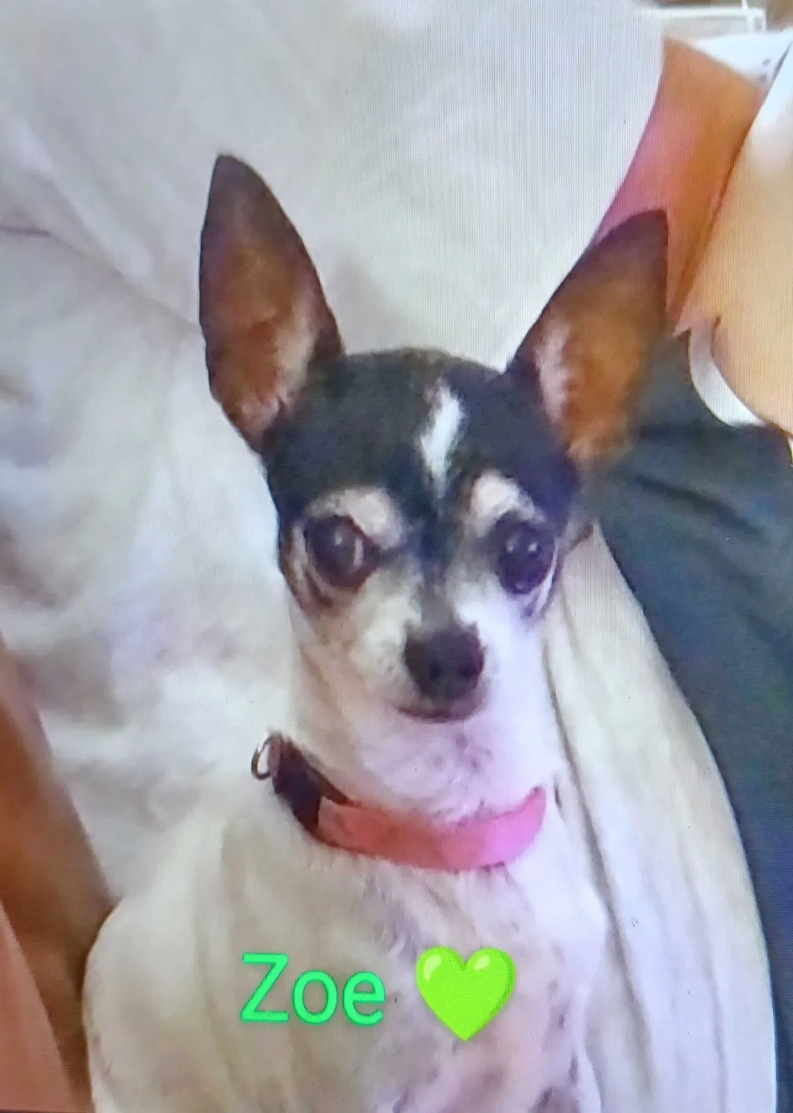 Lost dog in Lewisville, TX, 75077