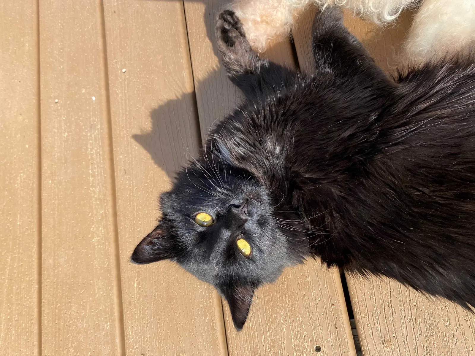 Lost cat in Maple Valley, WA, 98038