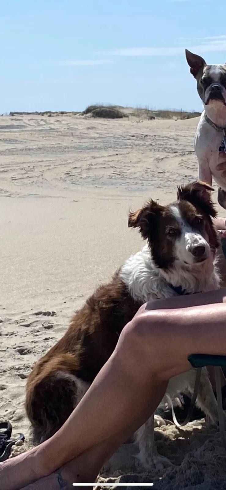 Lost dog in Raleigh, NC, 27610